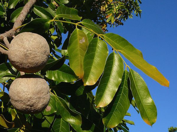 Quả cây Xà Cừ