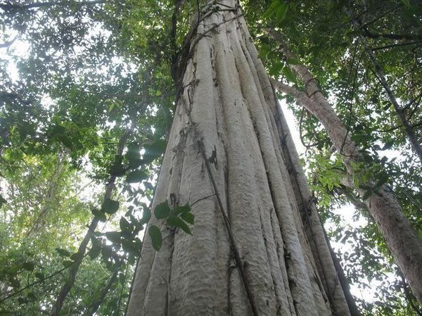 Cây gỗ mun