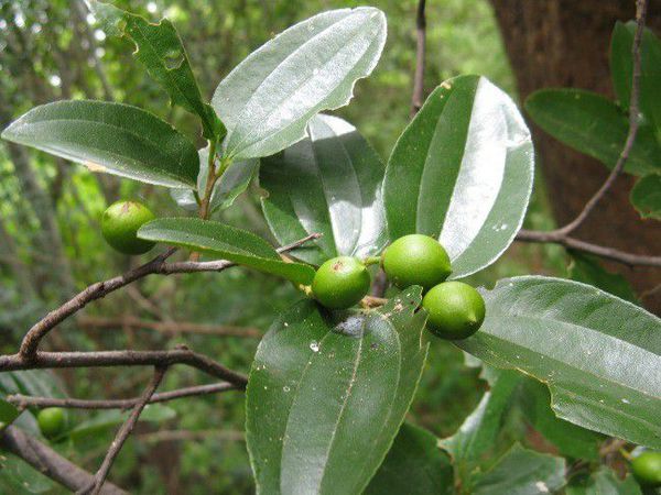 Hình ảnh quả và lá cây gỗ Sếu (gỗ Hackberry)