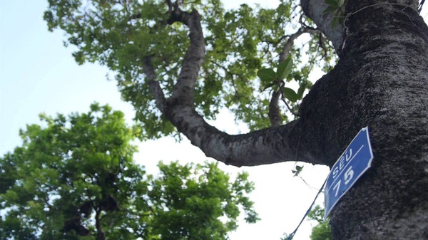 Cây gỗ Sếu (gỗ Hackberry) có tính dễ bào và khắc tỉa
