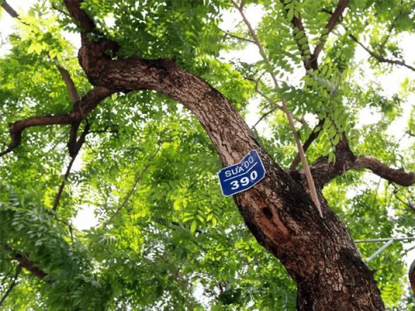 Sưa Đỏ là loại cây được xếp vào nhóm gỗ quý hiếm tại Việt Nam