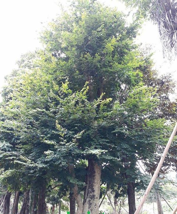 Sưa Trắng không có giá trị kinh tế cao nên được trồng rộng để lấy bóng mát Sưa Trắng không có giá trị kinh tế cao nên được trồng rộng để lấy bóng mát