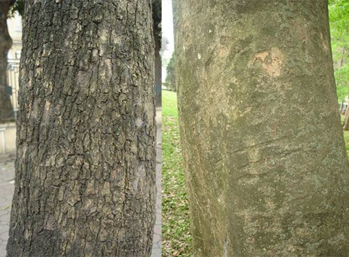 Thân cây gỗ Sưa Đỏ xù xì, thân gỗ Sưa Trắng màu xanh và nhẵn