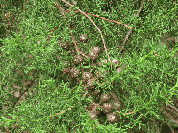 Quả cây Ngọc Am