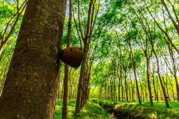 Hình ảnh cây gỗ Cao Su trong tự nhiên