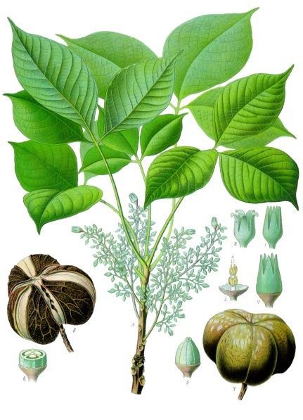Đặc điểm nhận biết cây gỗ Cao Su