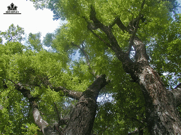 Cây gỗ Hương