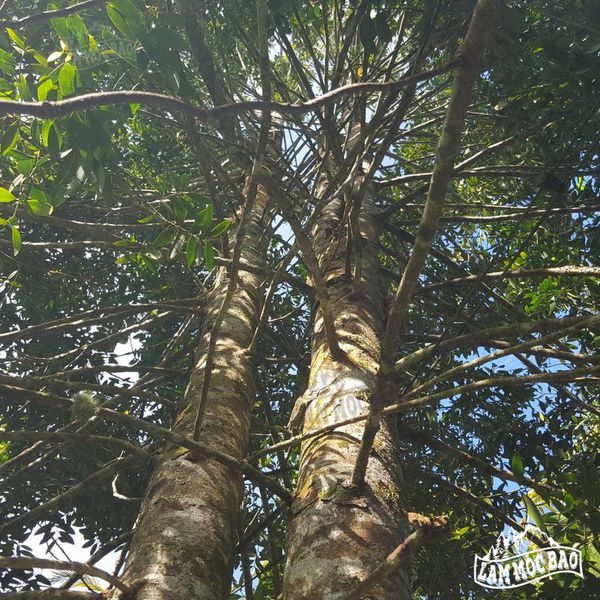 Cây gỗ Huyết Long ( Thông 5 lá )