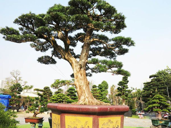 Ý nghĩa Phong Thủy của cây Tùng 