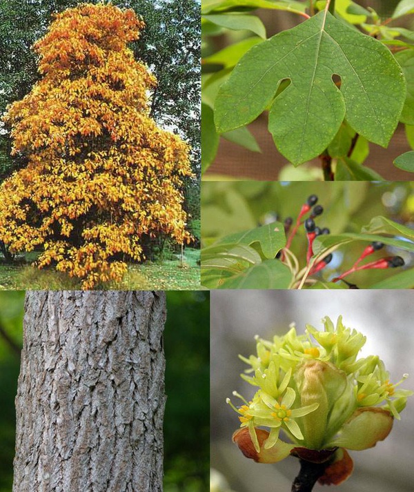  Đặc điểm gỗ De Vàng (gỗ Sassafras) về hoa, lá và thân cây