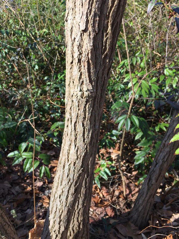 Hình ảnh chân thật cây gỗ De Vàng (gỗ Sassafras)