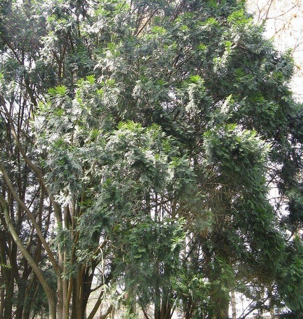 Cây Gỗ Nhai Bách Cây Gỗ Nhai Bách