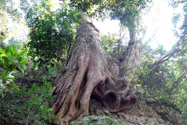 Thân cây gỗ Bách Xanh