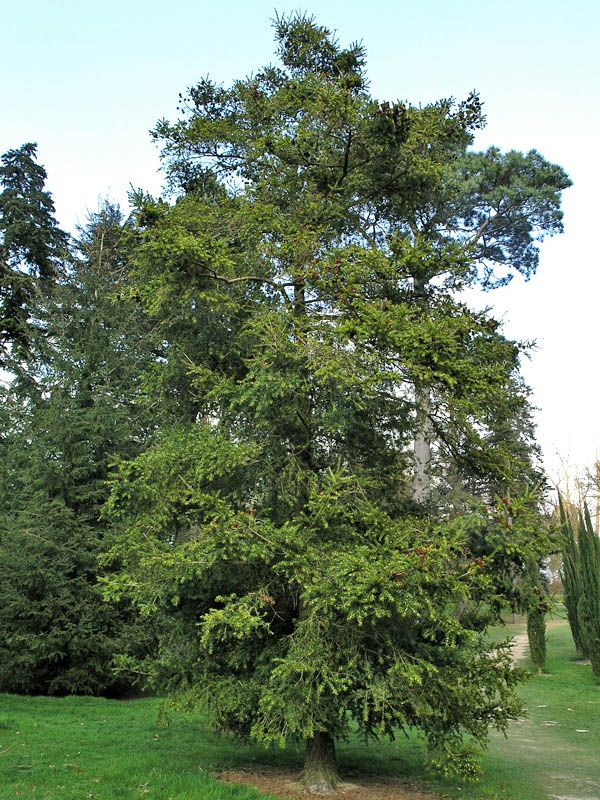 Cây Du Sam