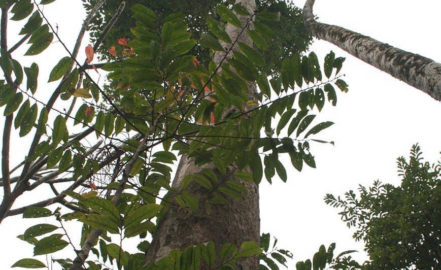 Cây Sến