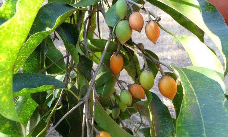 Quả cây Sến