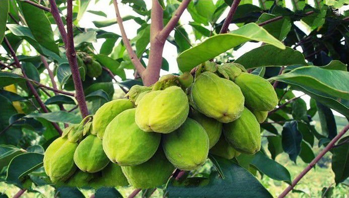 Quả cây Trầm Hương