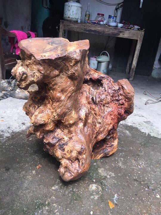 Gốc gỗ Nu trong tự nhiên