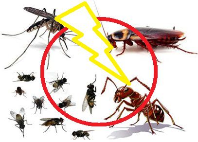 Tinh dầu Gỗ Bách Xanh công dụng diệt côn trùng