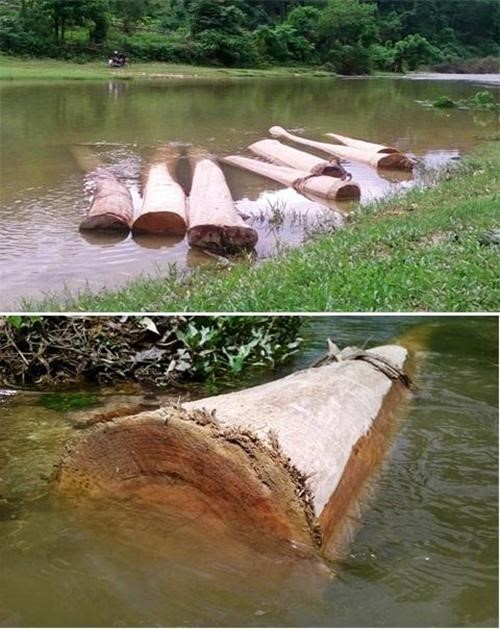  Ngâm gỗ trong nước - tiết kiệm chi phí, tiêu diệt Mối Mọt