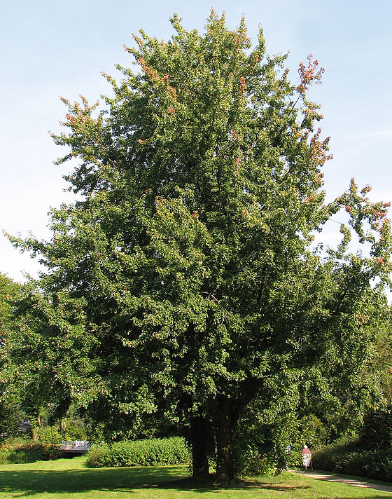 Cây gỗ Thích mềm (gỗ soft Maple) trong tự nhiên
