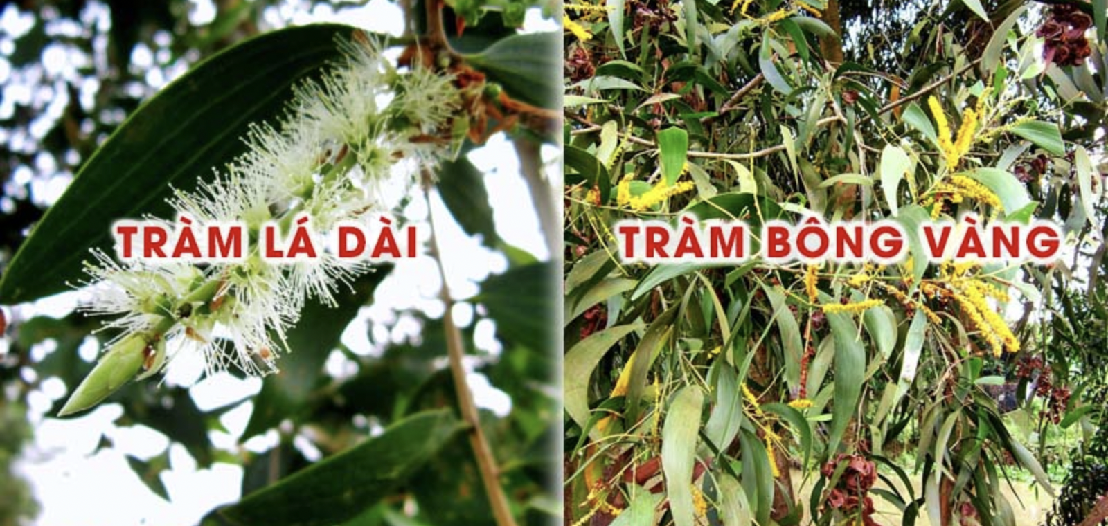 Hình ảnh chi tiết về sự khác nhau giữa hai loại cây Tràm