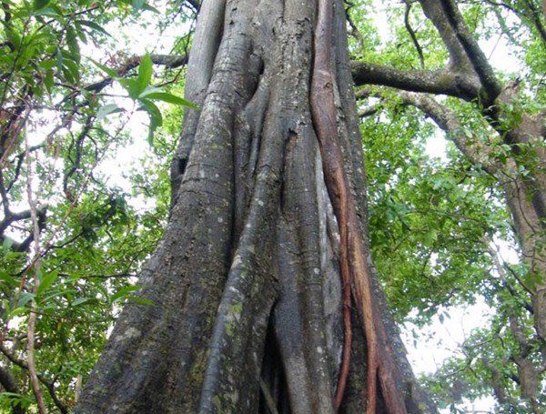 Cây Gỗ Mun trong tự nhiên