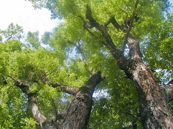 Cây Gỗ Hương trong tự nhiên