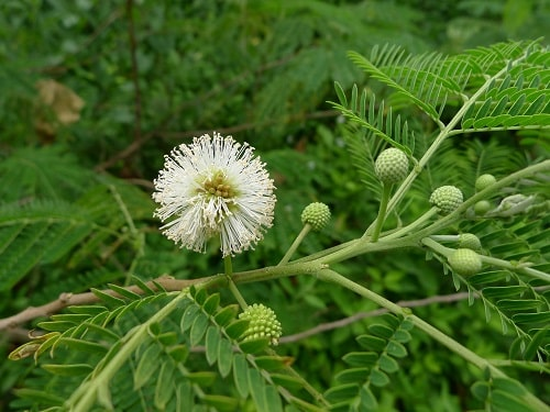 Hoa cây Bình Linh