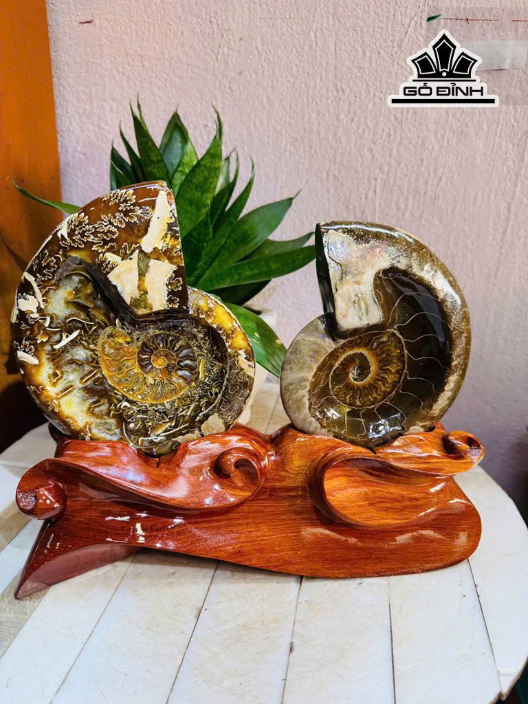 gỗ Hóa Thạch 