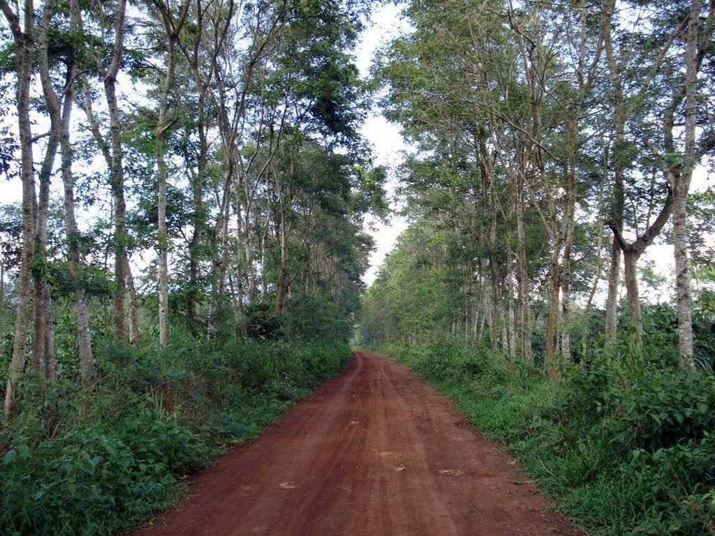 Cây Muồng Đen 