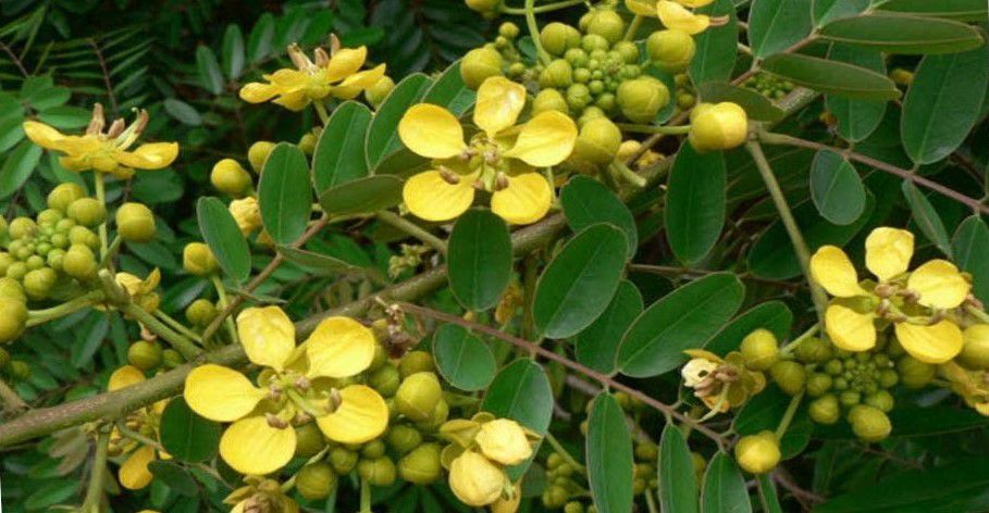 Hoa và lá cây gỗ Muồng đen