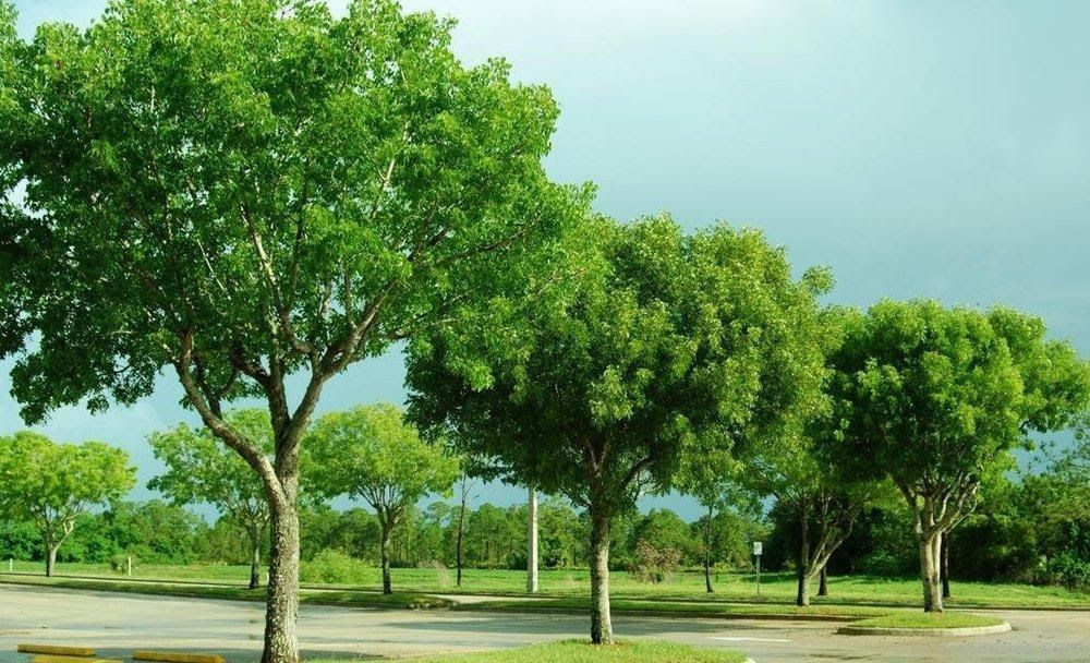 Cây gỗ Gụ