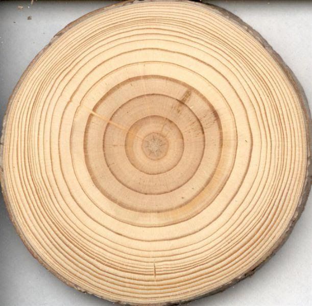 Bề mặt vân gỗ Thông