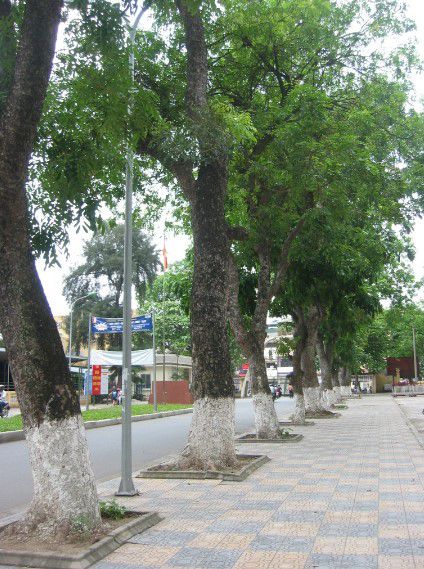 Cây Xà Cừ