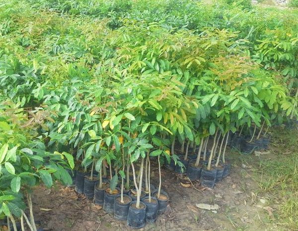 Ướm giống cây Xà Cừ