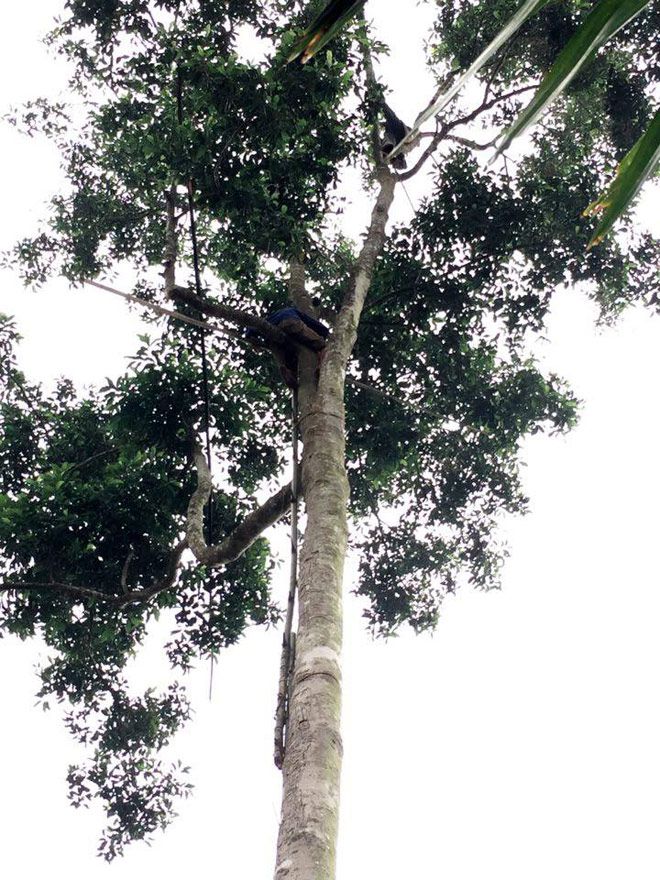 cây gỗ Dổi