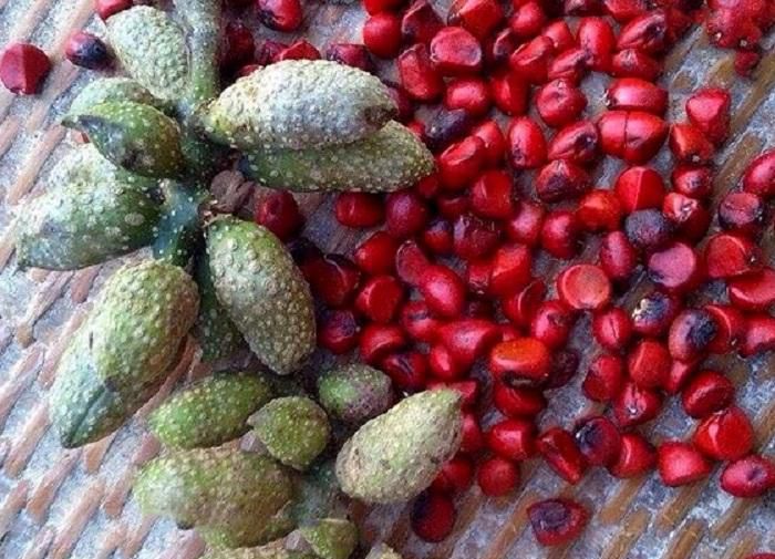 Quả cây Dổi