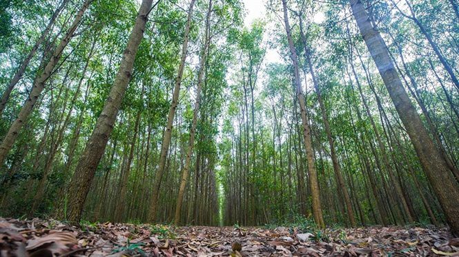 Rừng cây gỗ Keo