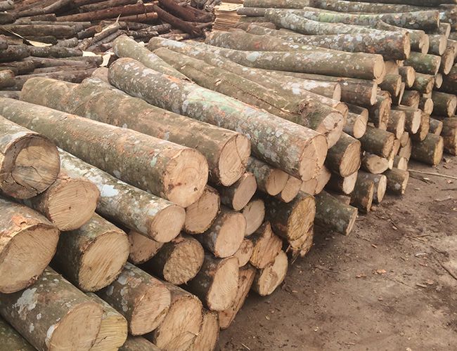 Khai thác gỗ Keo