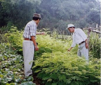 Cây Keo dậu