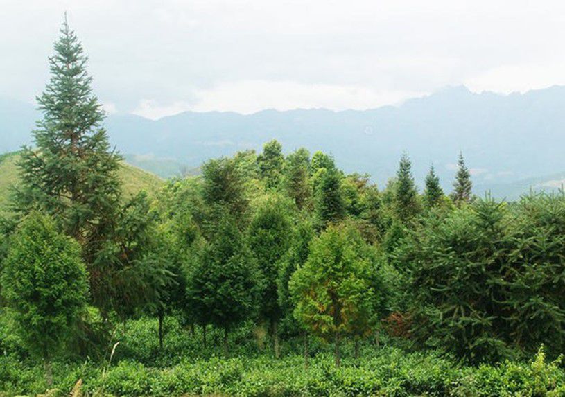 Dãy rừng cây Samu