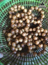Vòng Tay Hạt Tròn Gỗ Bách Xanh 0