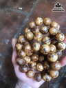 Vòng Tay Hạt Tròn Gỗ Bách Xanh 1