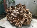 Tượng Phật Di Lặc Ngũ Phúc Gỗ Ngọc Am Cao 56 Ngang 90 Sâu 54 (cm) 0