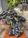 Tượng Bát Mã Gỗ Mun Sừng Cao 46 Ngang 56 Sâu 23 Cả Kỷ 56 (cm)