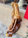Tượng Hổ Phong Thủy Gỗ Hương Cao 55 Ngang 81 Sâu 32 (cm)