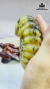 Tác Phẩm Ốc Anh Vũ Hóa Ngọc Cao 17 Ngang 11 (cm) 1,1kg