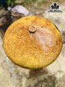 Chum Phú Quý Gỗ Nu Kháo Cao 18 Đường Kính 40 (cm)