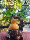 Cây Đá Ngọc Hoàng Long Cao 19 Ngang 30 (cm) 2,2kg